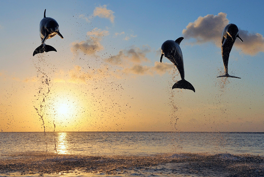 Maldives Dolphins Cruise