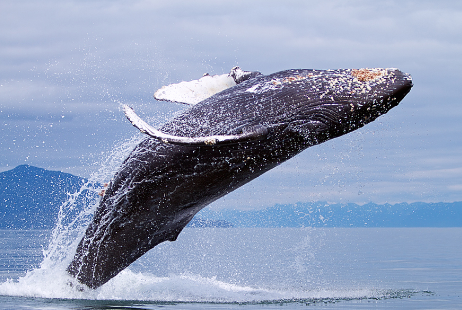 Sri Lanka Humpback Whales