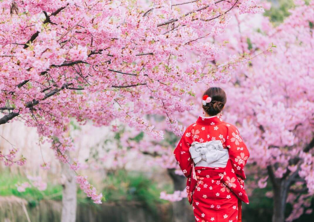 JAPAN KAWAZU HANAMI