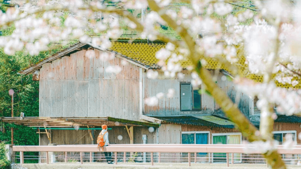 KYUSHU: THE ORIGIN (Sakura Hanami)