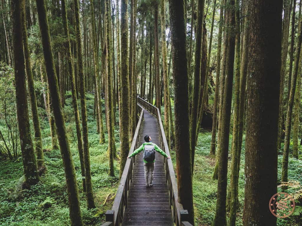 Khám phá Alishan bằng cách đi bộ hiking giữa những tán cây